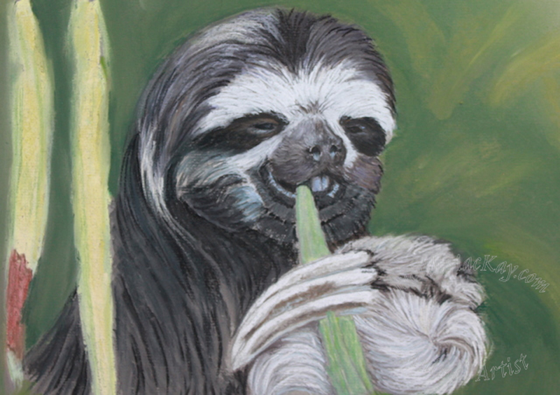 3-Toed-Sloth