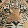 Ingwe the Leopard