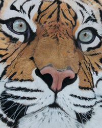 Sumatran Tiger – Greetings Card
