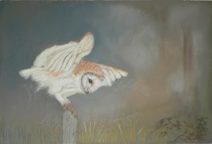 Barn Owl About To Pounce