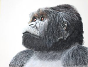 Magumu - Silverback Mouontain Gorilla