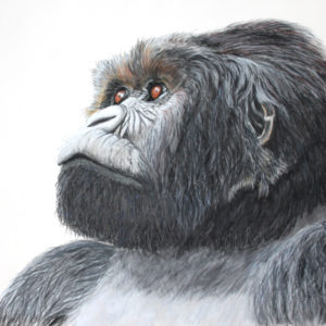 Magumu Silverback Mountain Gorilla – Greetings Card