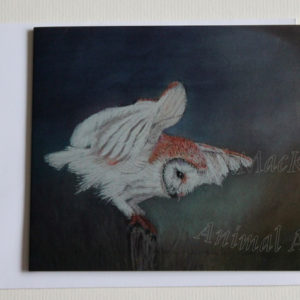 About to Pounce – Barn Owl – Greetings Card