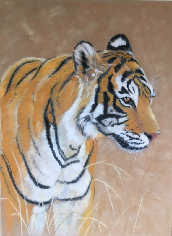 The Stalker - Royal Bengal Tiger
